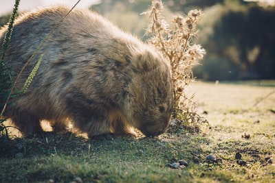 During the day in brown grass brown and black fur
